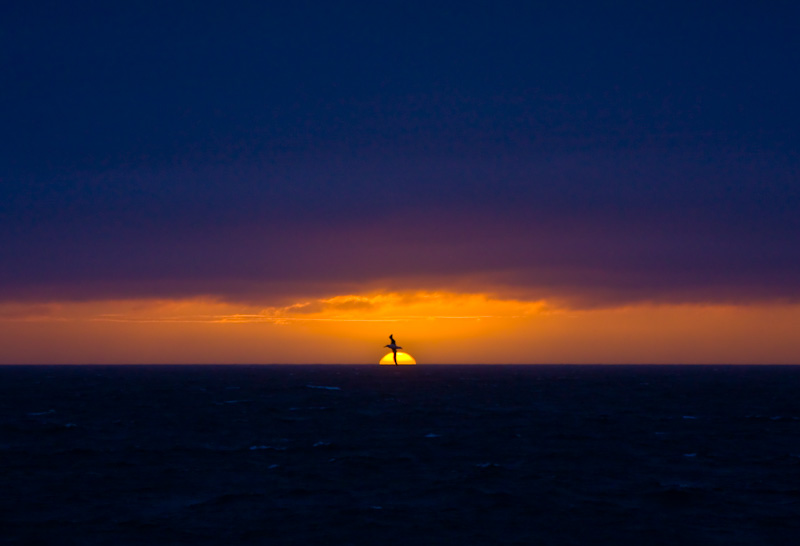 Sunset Behind Wandering Albatross